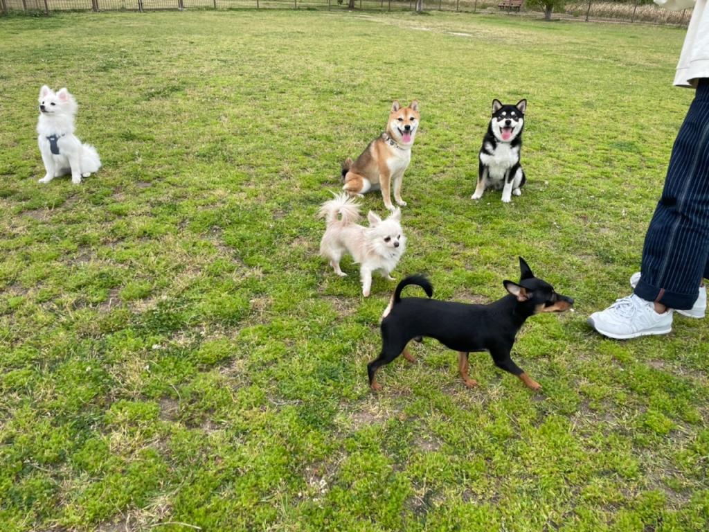 たまには犬ネタ