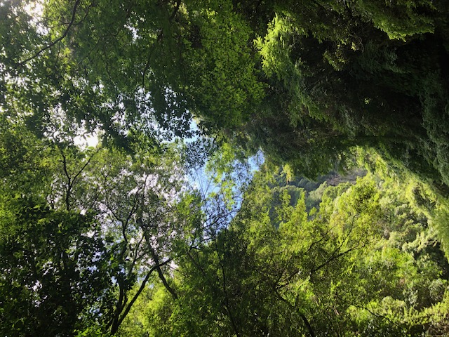 涼