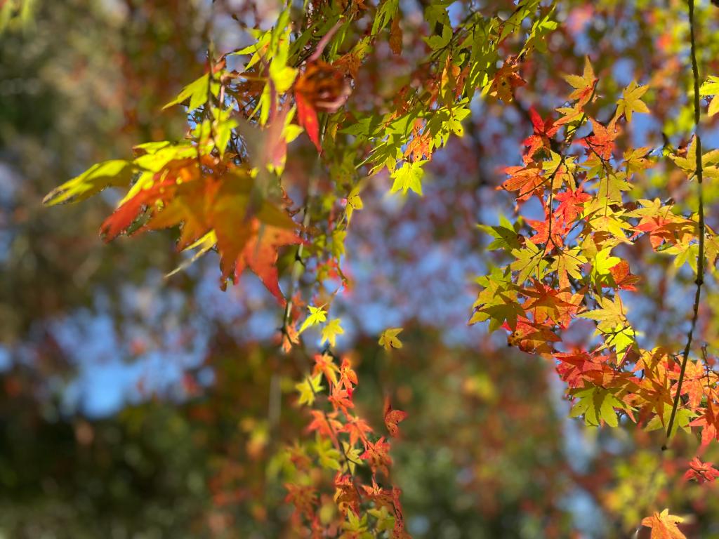 紅葉🍁ドライブスポット