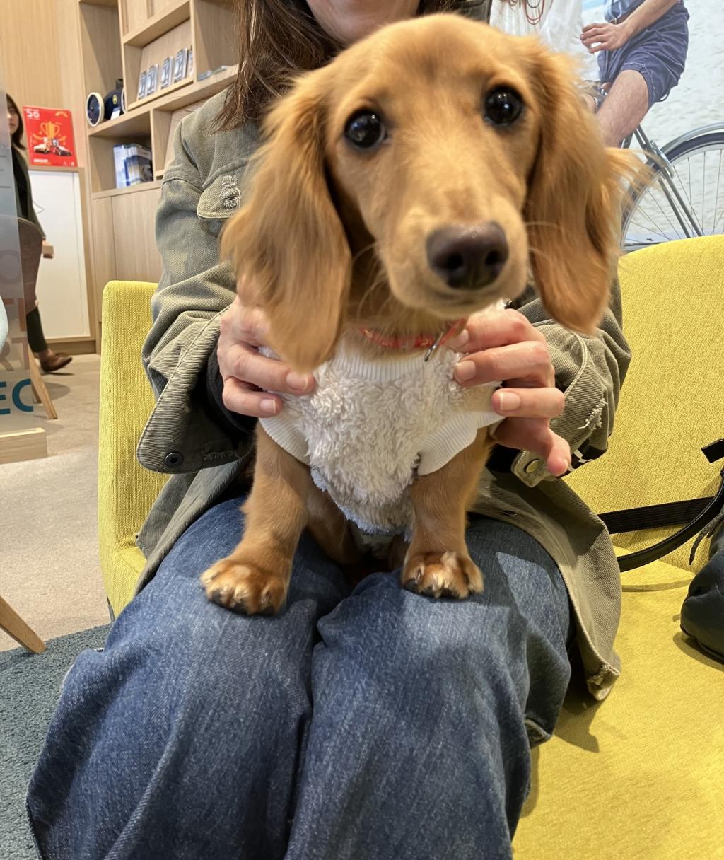 今日のわんこ🌈