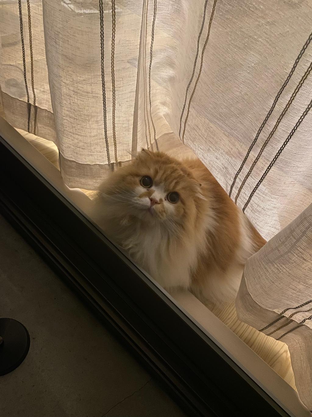 きょうのにゃんこ🐈‍⬛